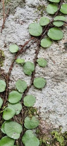Lepisorus microphyllus, photograph 4