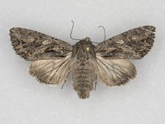 Anarta fusculenta