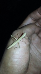 Mantodea