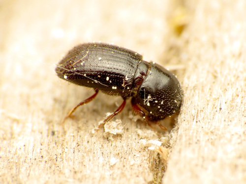 Euwallacea validus · iNaturalist