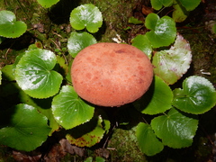 Phylloporus leucomycelinus