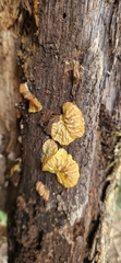 Hypomyces tremellicola
