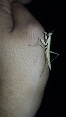 Mantodea