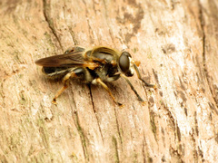 Teuchocnemis lituratus