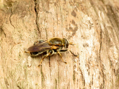 Teuchocnemis lituratus