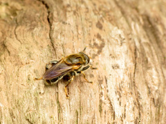 Teuchocnemis lituratus