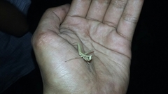 Mantodea