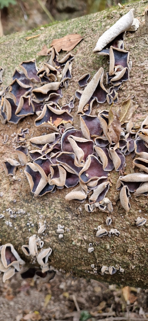 Auricularia polytricha · December 2024 · photo: © gustaf1 (iNaturalist, cc0)