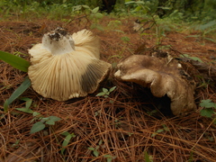 Russula densifolia