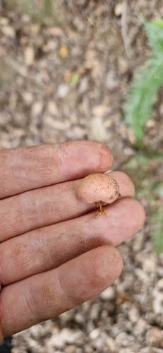 Turmalinea persicina