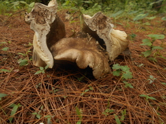 Russula densifolia