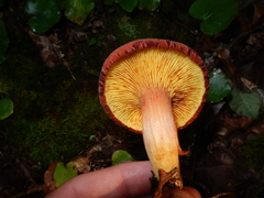Phylloporus leucomycelinus