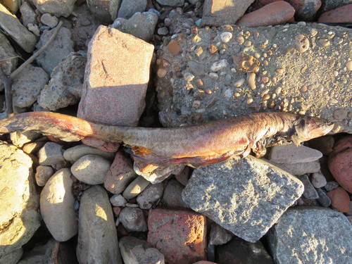 Gymnotus inaequilabiatus