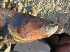 Gymnotus inaequilabiatus