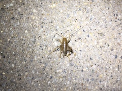 Ceuthophilus hesperus