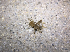 Ceuthophilus hesperus