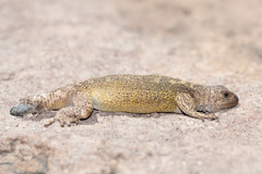 Agueda's Rocky Lizard photo 2