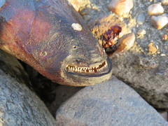 Gymnotus inaequilabiatus