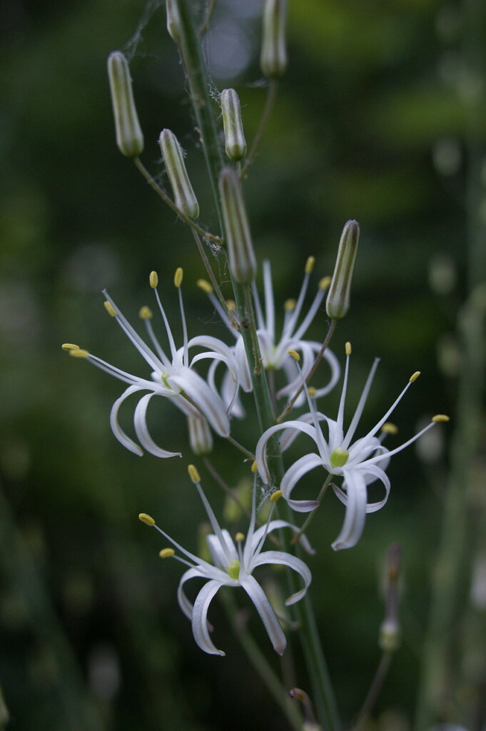 wavy-leafed soap plant