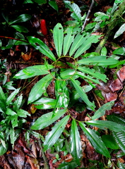 Costus vargasii