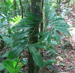 Costus vargasii