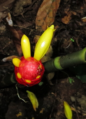 Costus vargasii