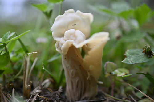 Helvella crispa
