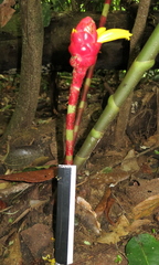 Costus vargasii