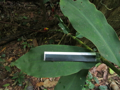 Costus vargasii
