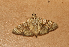 Glyphodes caesalis