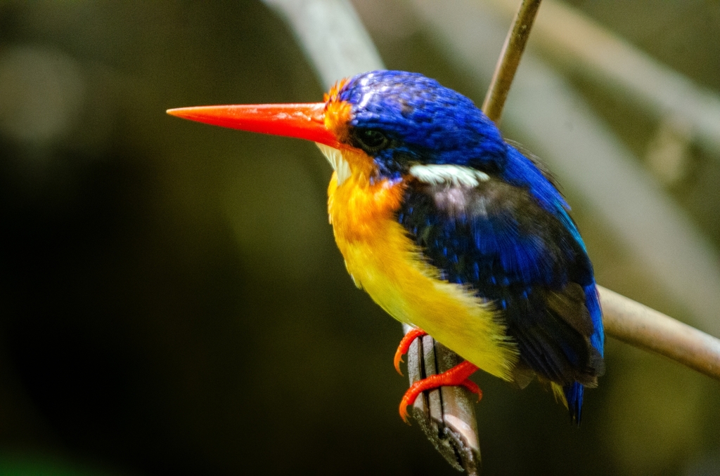 Dimorphic Dwarf-Kingfisher photo