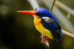 Dimorphic Dwarf-Kingfisher photo 1