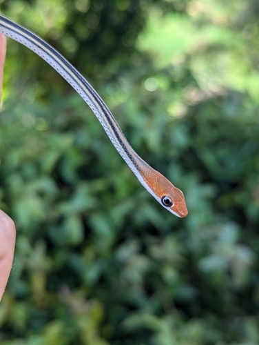 Speckled Sand Racer