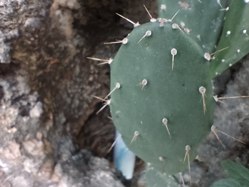 Image of Opuntia elatior by (c) Austin Yau, some rights reserved (CC BY)