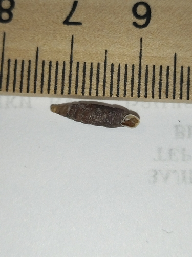Clausilia dubia observed 2024-12-19