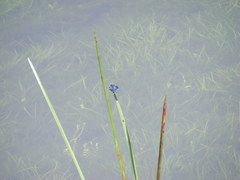 Rhyothemis triangularis