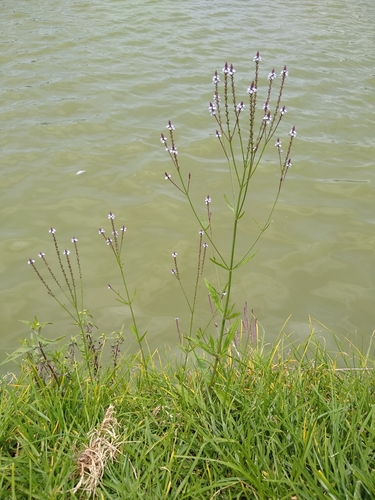 Verbena litoralis