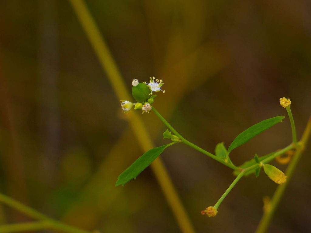 Monotaxis tenuis