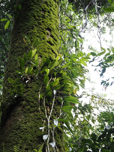 Bulbophyllum baileyi, photograph 6