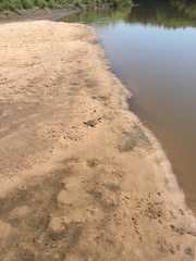 Apalone mutica mutica