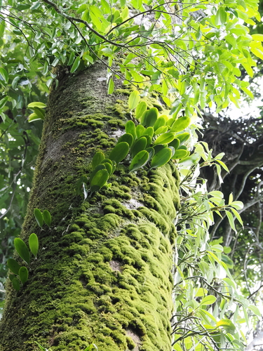 Bulbophyllum baileyi, photograph 4