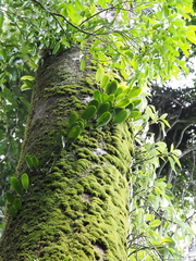Bulbophyllum baileyi, photograph (c) Lucas Christofides, some rights reserved (CC BY)