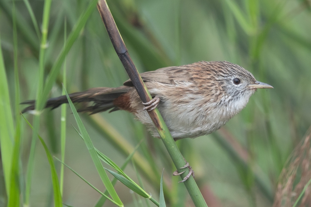 Rufous-vented Grass Babbler photo