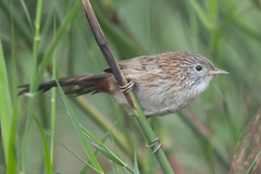 Rufous-Vented Grass-Babbler photo 1
