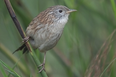 Rufous-Vented Grass-Babbler photo 2