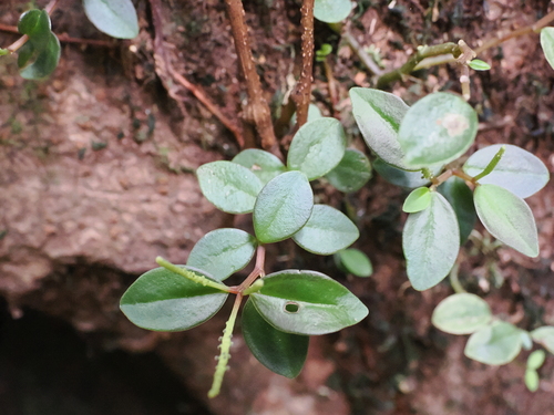 Peperomia bellendenkerensis (Peperomia bellendenkerensis)