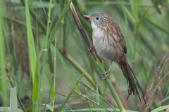 Rufous-Vented Grass-Babbler photo 3