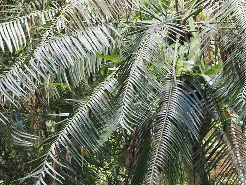 Image of Hope's cycad by (c) Lucas Christofides, some rights reserved (CC BY)