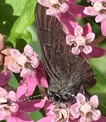 Satyrium
