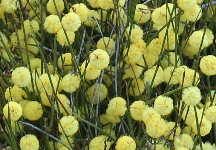 Acacia thieleana
